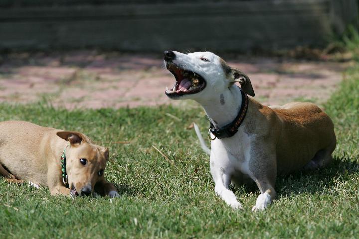 100_0008 Learning to chew wood from big sister Gabi