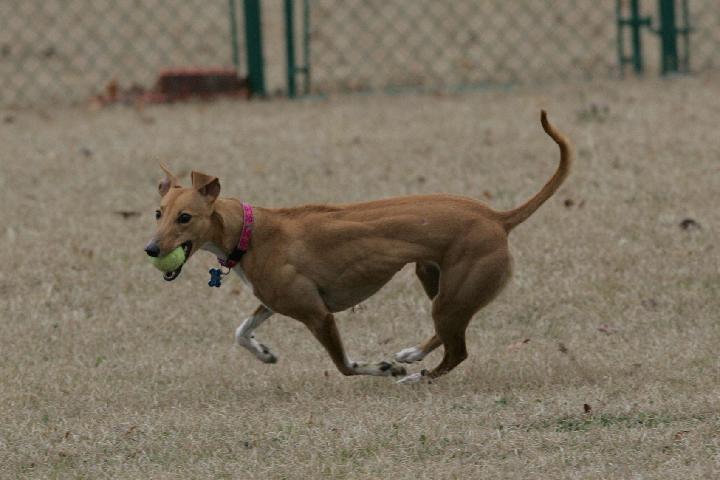 100_2163 running in the backyard
