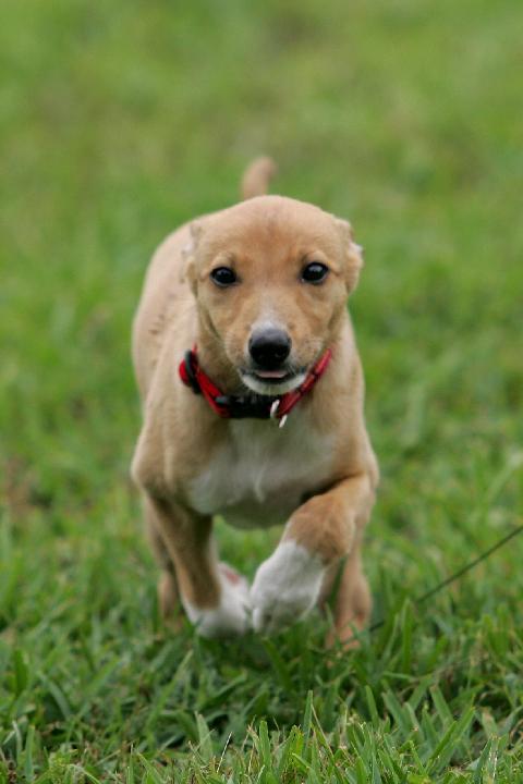 100_8623 Hudi, race dawg!