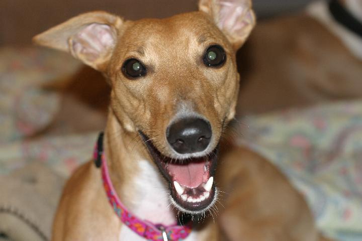 230_3085 Just SMILE at the camera!