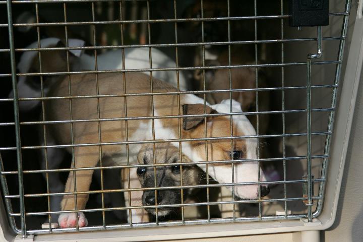 100_4732 Take me, take me!!