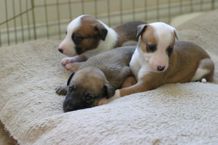 243_4367 Buba and baby Mati (with another brother in the background)