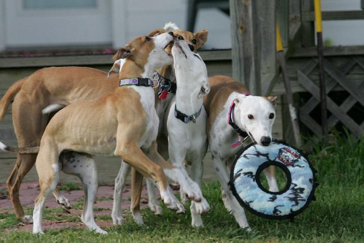 Girls The girls distract Hudi while Gabi takes fof with the toy